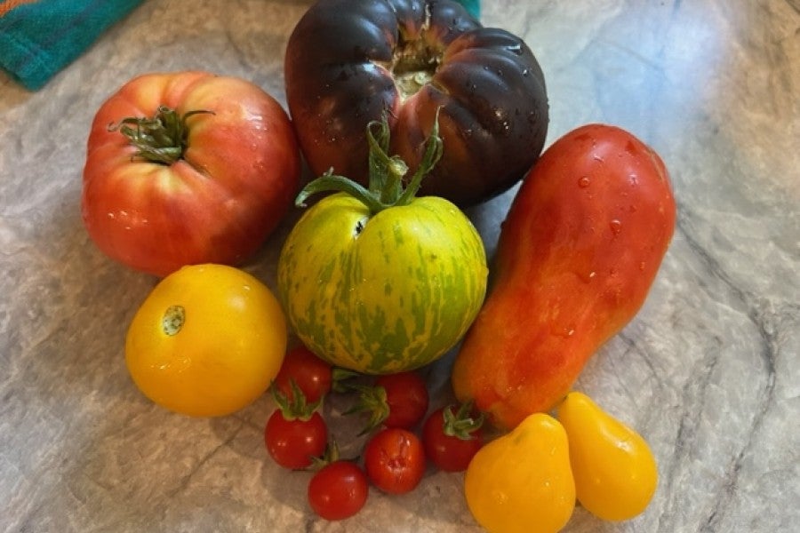 Interlochen Center for the Arts tomatoes