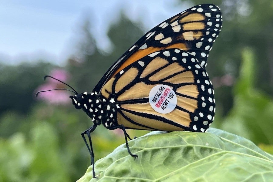 A monarch butterfly with a tracking sticker on its wing