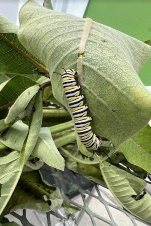 A striped monarch caterpillar on a milkweed leaf.